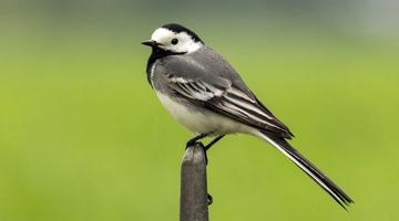 Why Wagtail