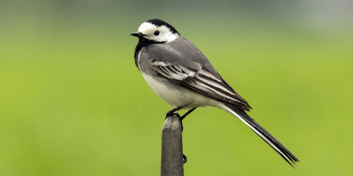 Why Wagtail